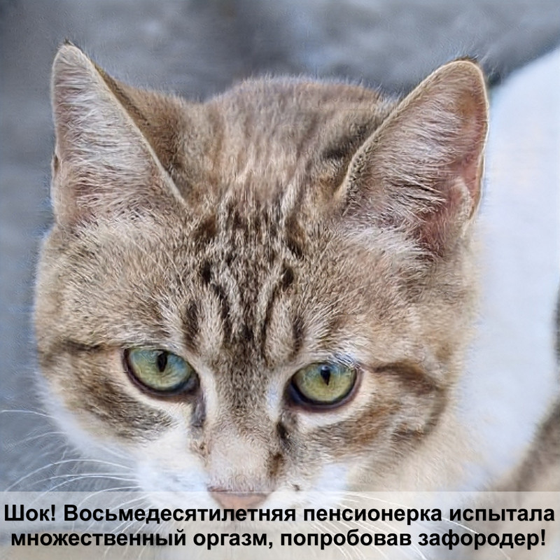 самые пушистые кошки