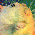 https://i.postimg.cc/7P2B5mfx/0-569.gif