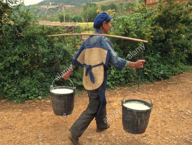 native-naxi-woman-carrying-buckets-of-milk-in-the-countryside-in-yunnan-D1TBTK