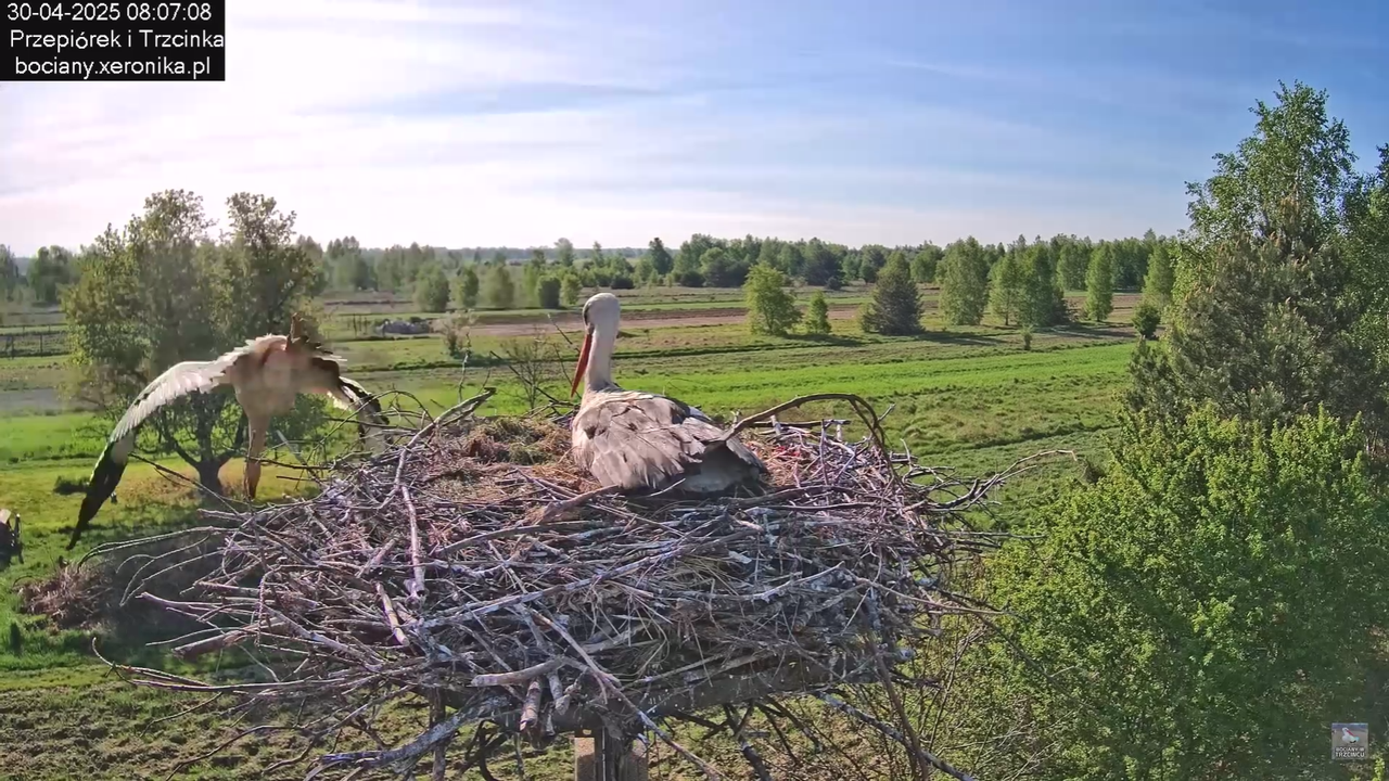30042025bociany_12