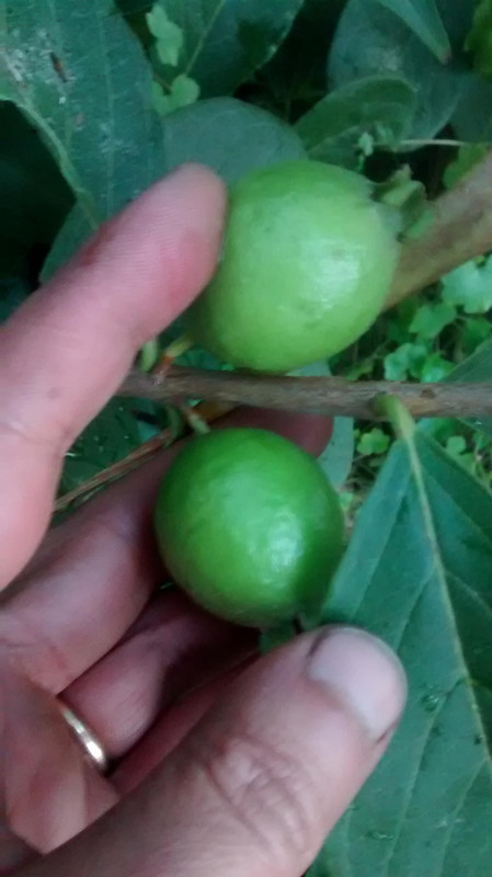 IMG_20151129_170052597 (1)