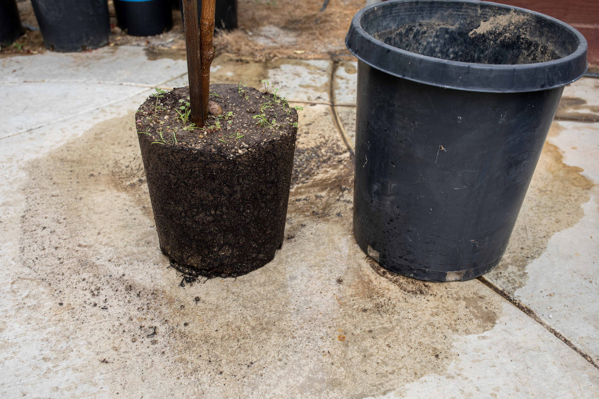 8U1A4966  Ataulfo Lower Rootstock Exposed in #7 Pot (8-12-2023)