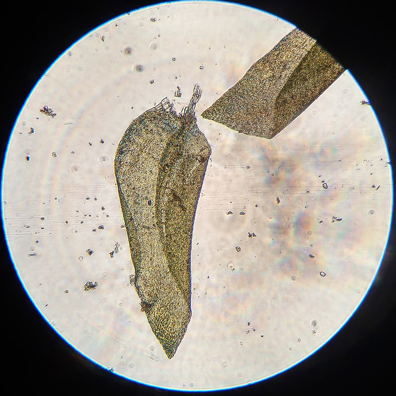 IMG 20250616 215812 HDR