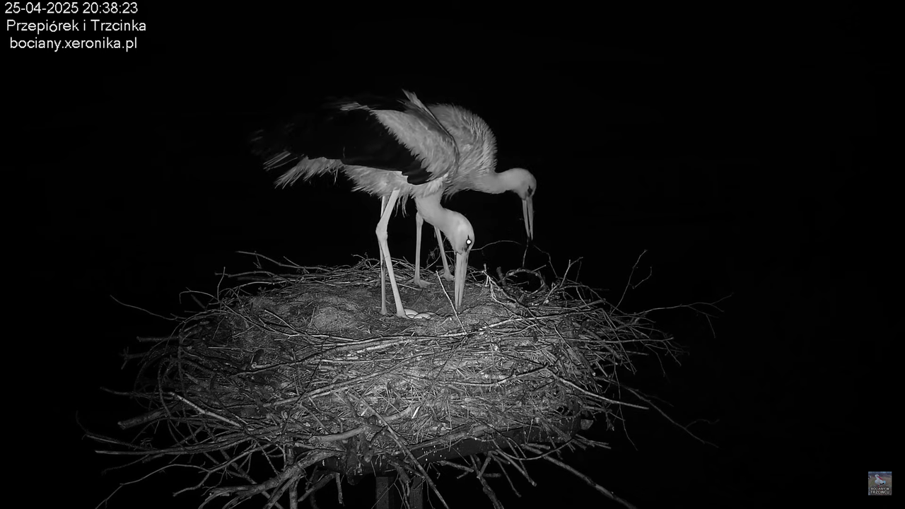 25042025bociany30
