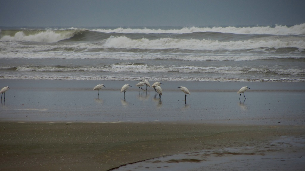 La Plage Blanche (Sidi Ifni) y Fort Boujeriff, Naturaleza-Marruecos (21)