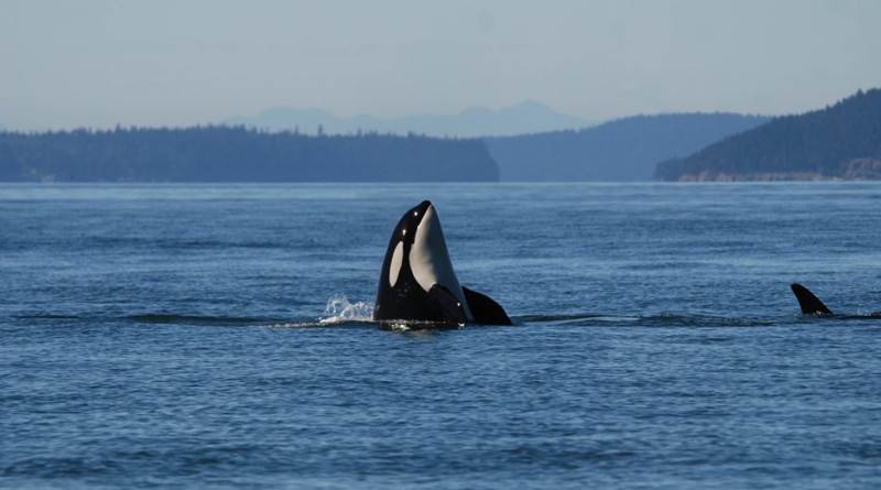 aumento infezioni cutanee Orche Mare di Salish