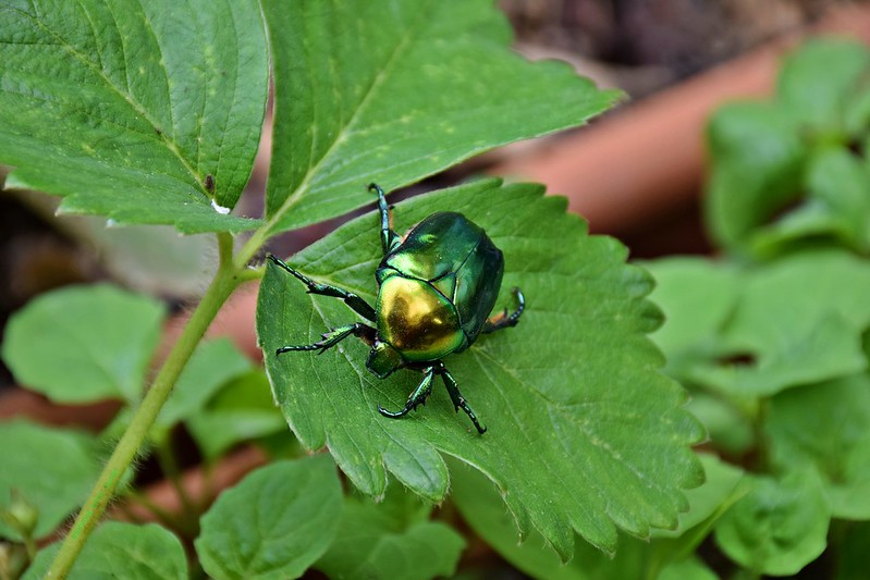 green-gold-0beetle.jpg