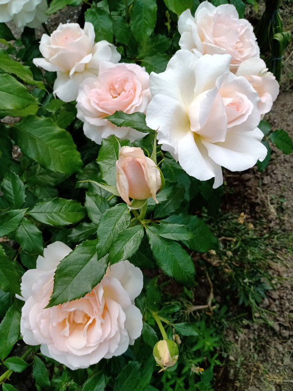 IMG_20230610_152018852