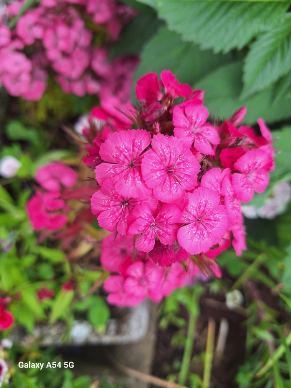 [Image: 20240620-152335.jpg]