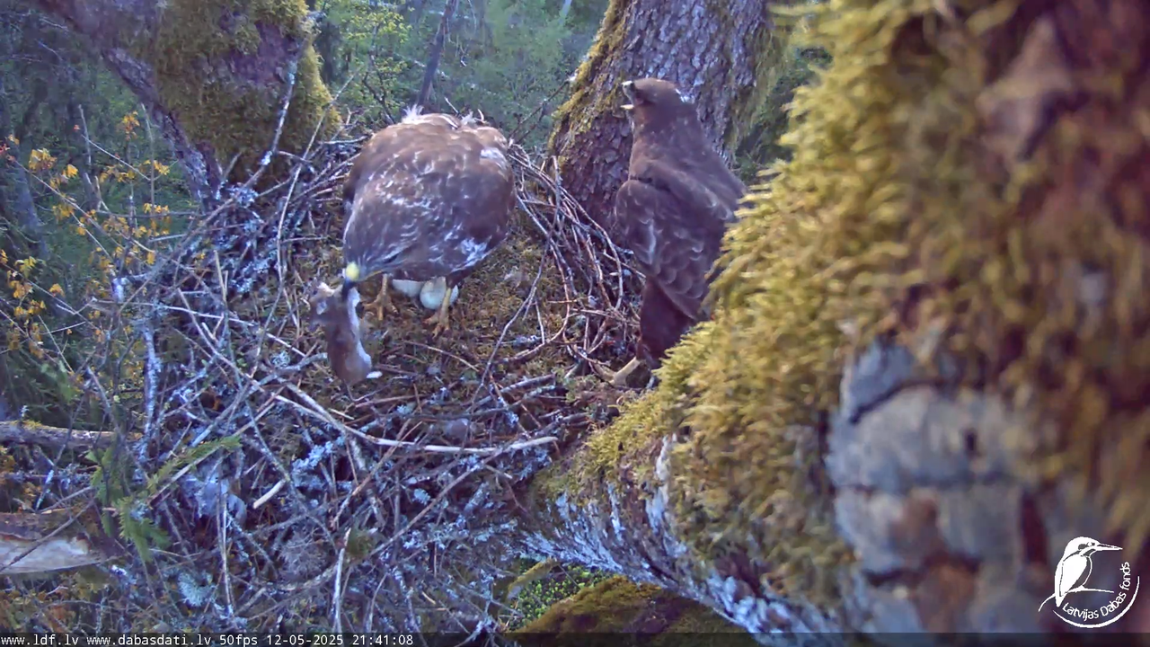 Melnās klijas (Milvus migrans) Kurzemē_ peļu klijāni (Buteo buteo) 13-10-43 screenshot