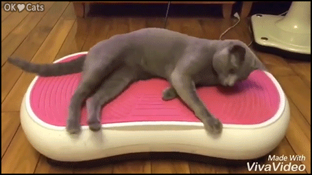 Funny-Cat-GIF-Trembling-cat-on-vibrating-bed-What-the-hell-is-this-WTF-those-vibes-human-cat-g.gif