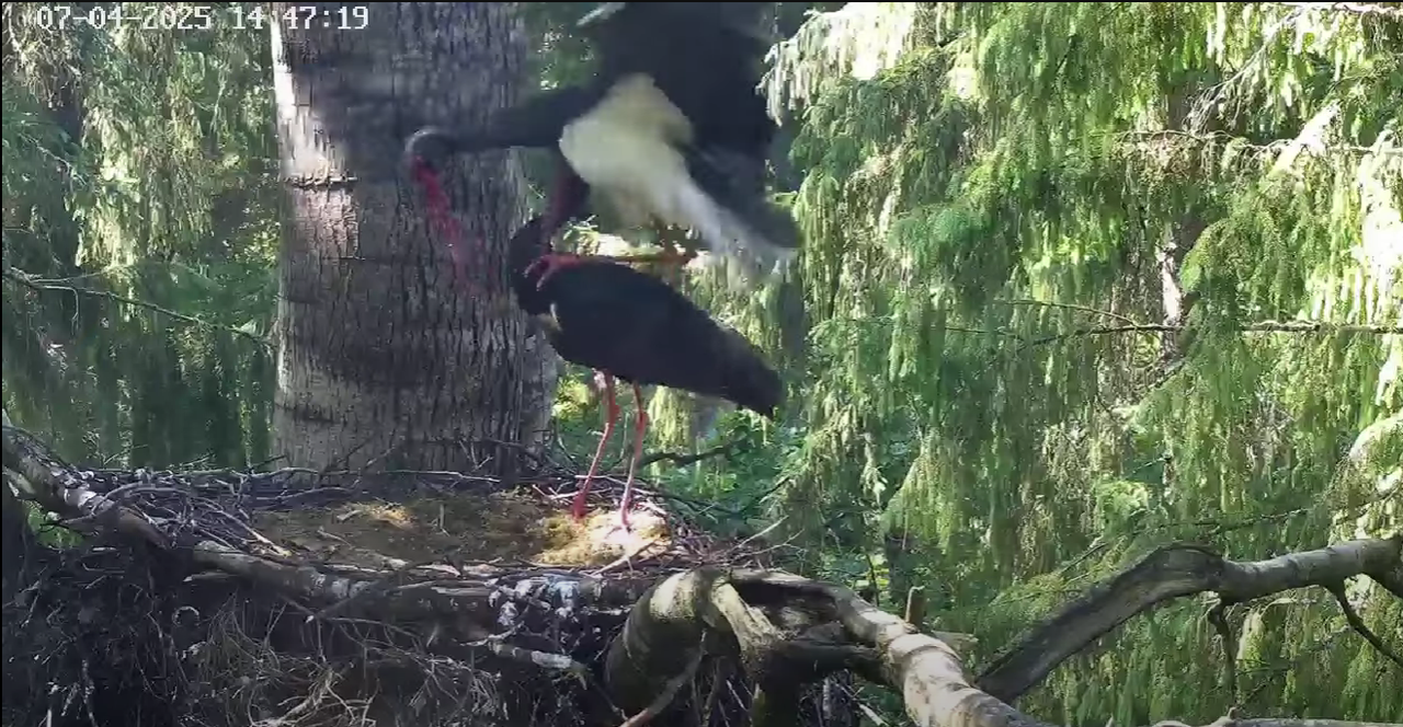 Ekrānuzņēmums 2025-07-04 221028