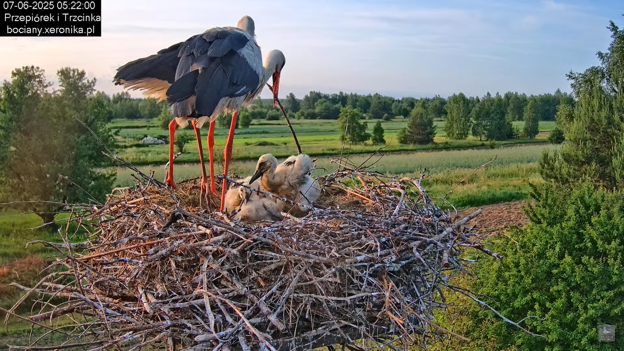 07062025bociany8