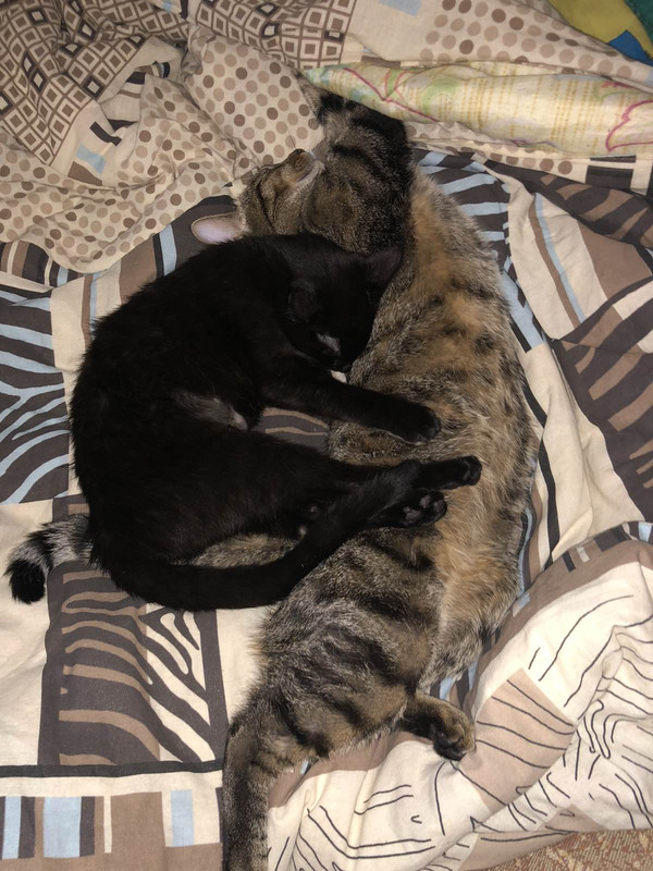 изображение_viber_2020-02-10_23-38-35