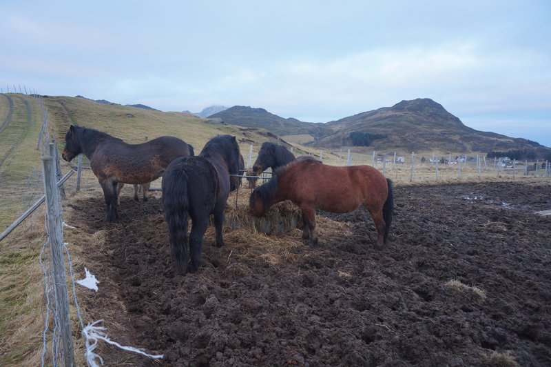 norwegian-horses.jpg