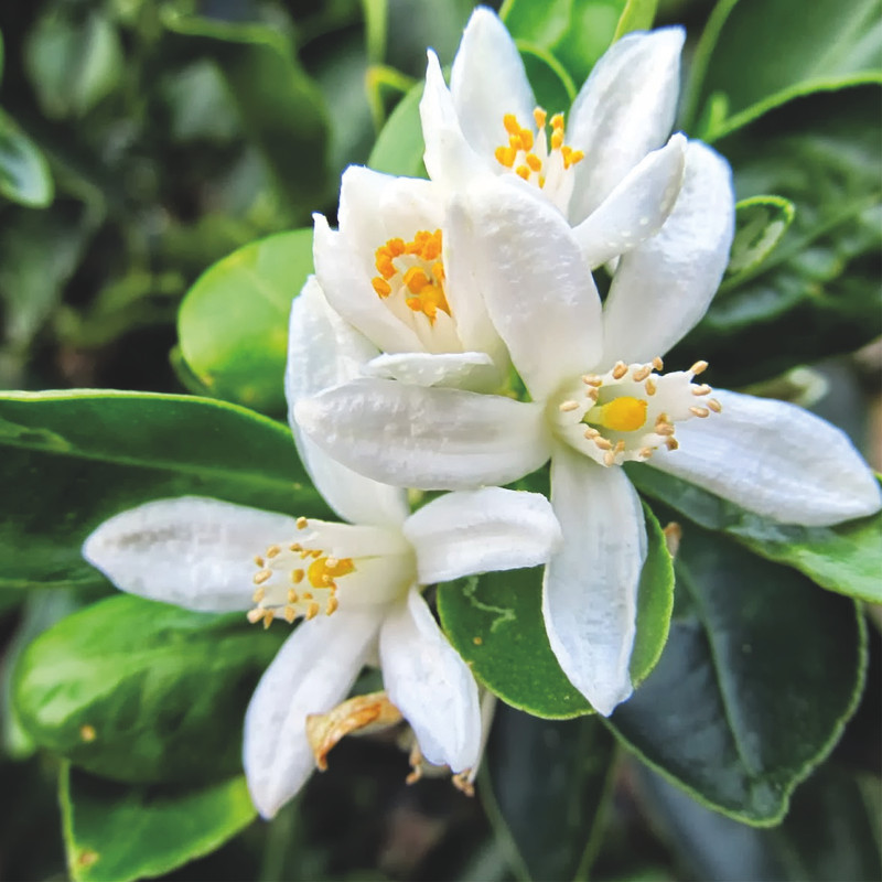 Fleur d'Oranger - Ingrédients Cosmétiques Naturels du Maroc