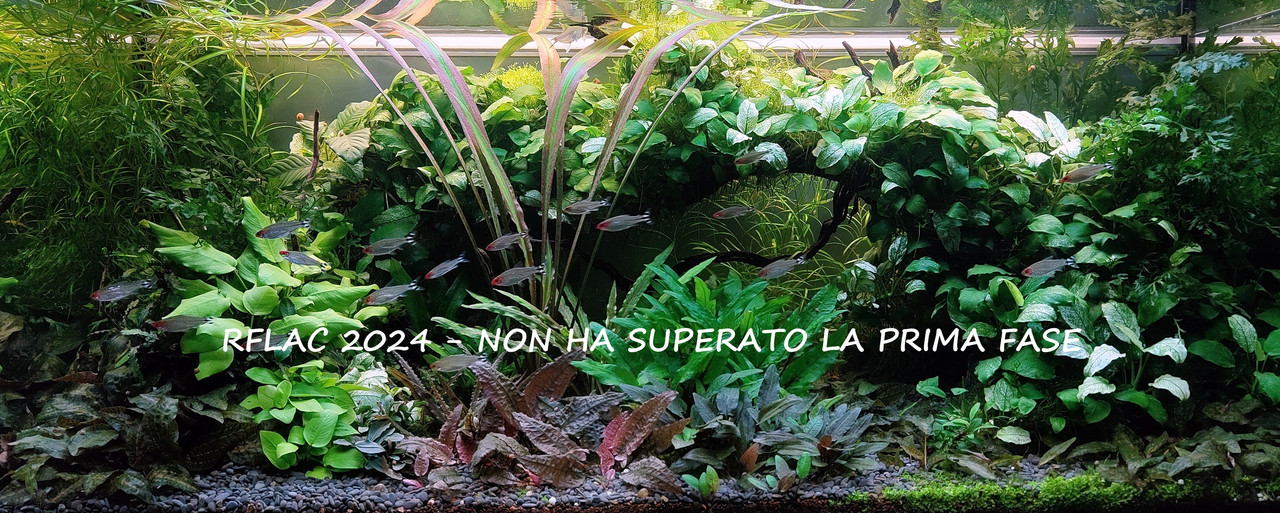 RFLAC 2024 - Bạch Long M