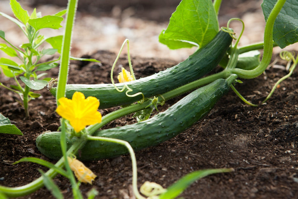 Best Month To Start A Vegetable Garden