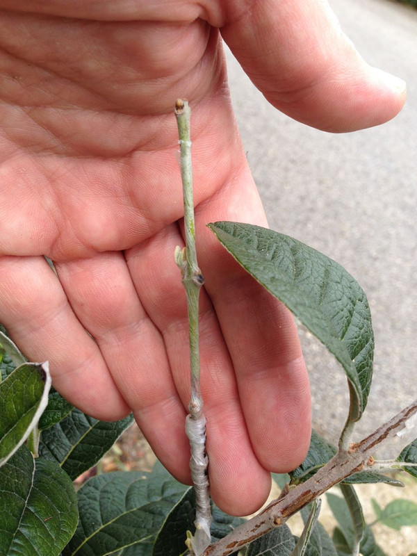 Feijograft3 - 7