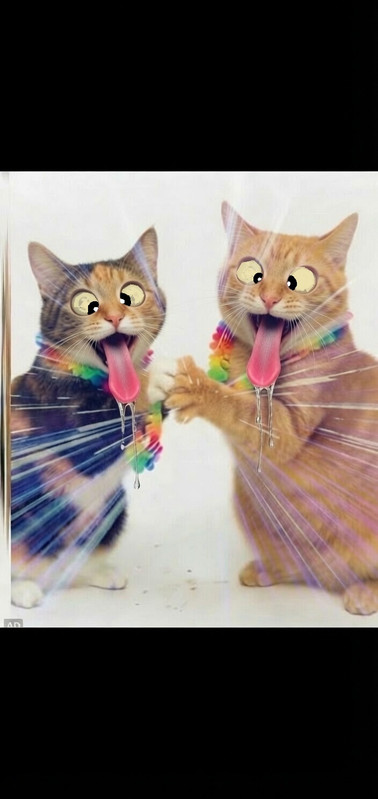 catfin.jpg