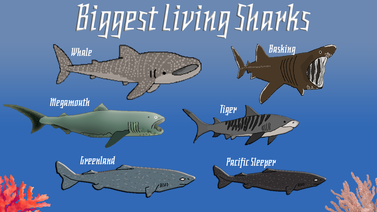 A preview of some sharks