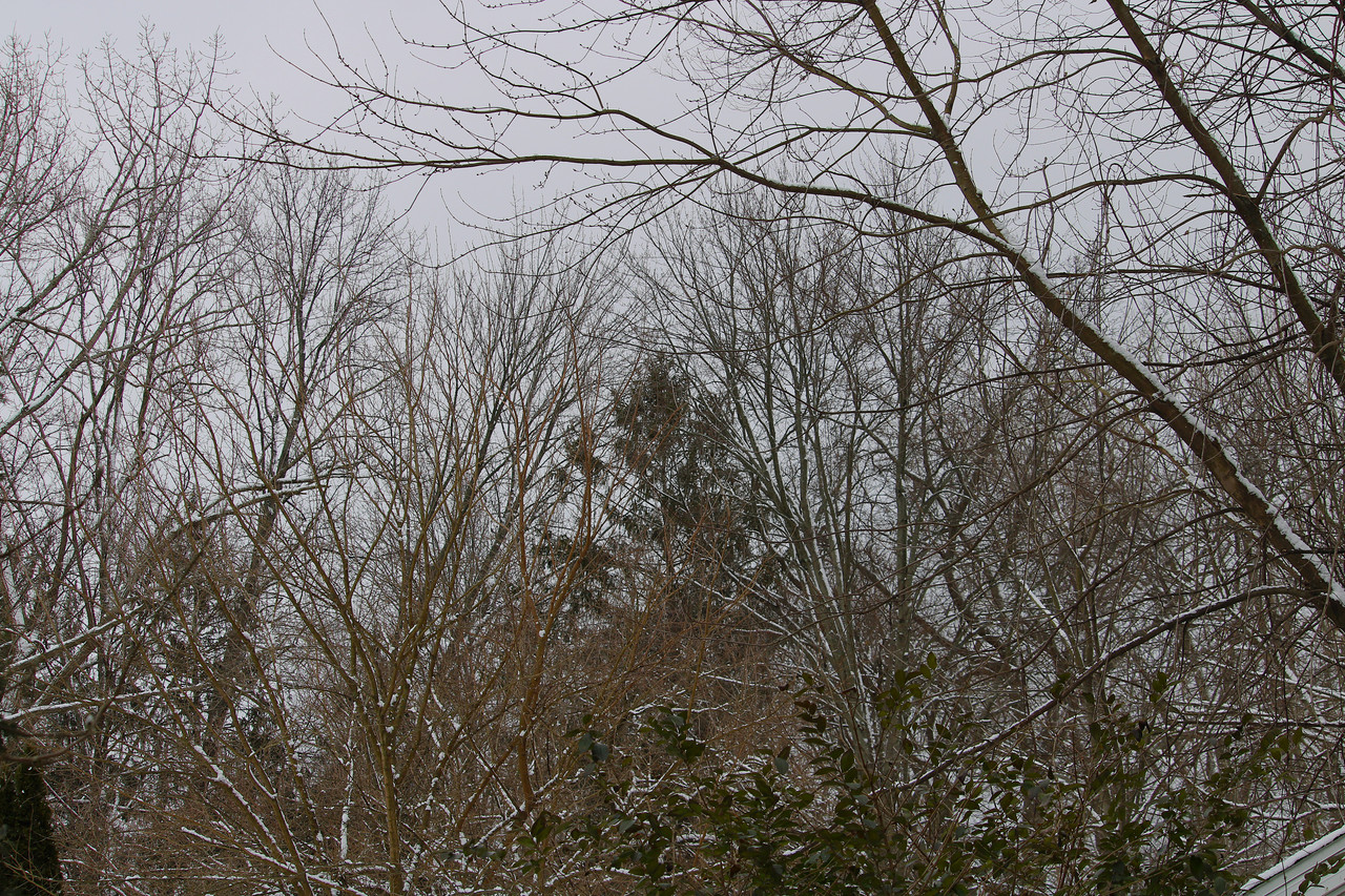 IMG_4707.jpg
