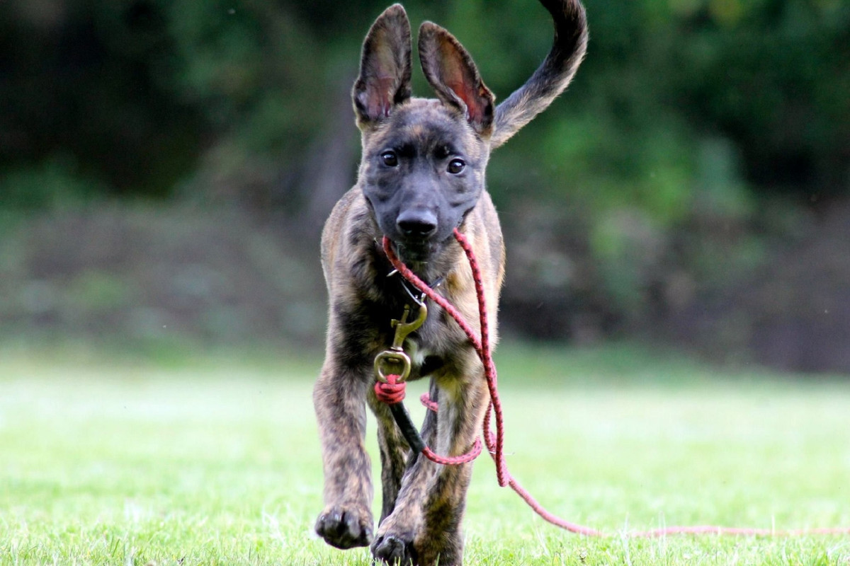 ¿Cuáles son las razas de perros que cuidan la casa? Conoce 3 de las más famosas