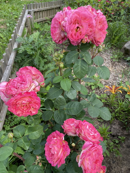 https://i.postimg.cc/7PKVktHT/IMG-6320.jpg