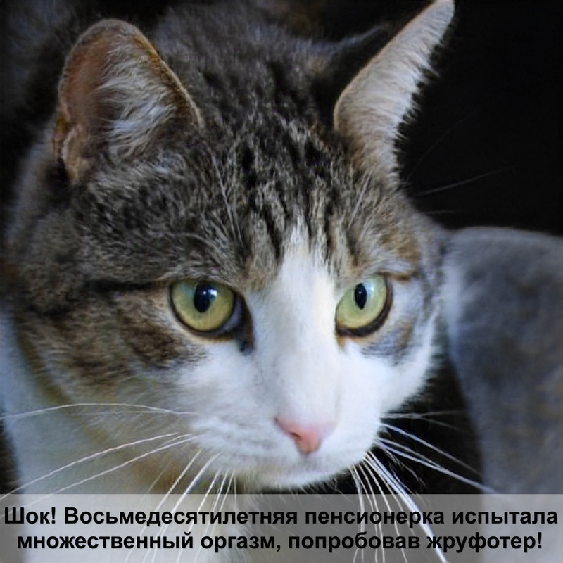 бурма кошка черепаховый окрас