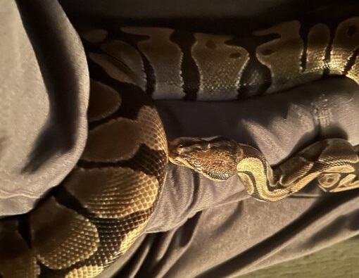 7-D7-E38-FA-2-AAD-42-B5-813-E-1-AC04-CFB