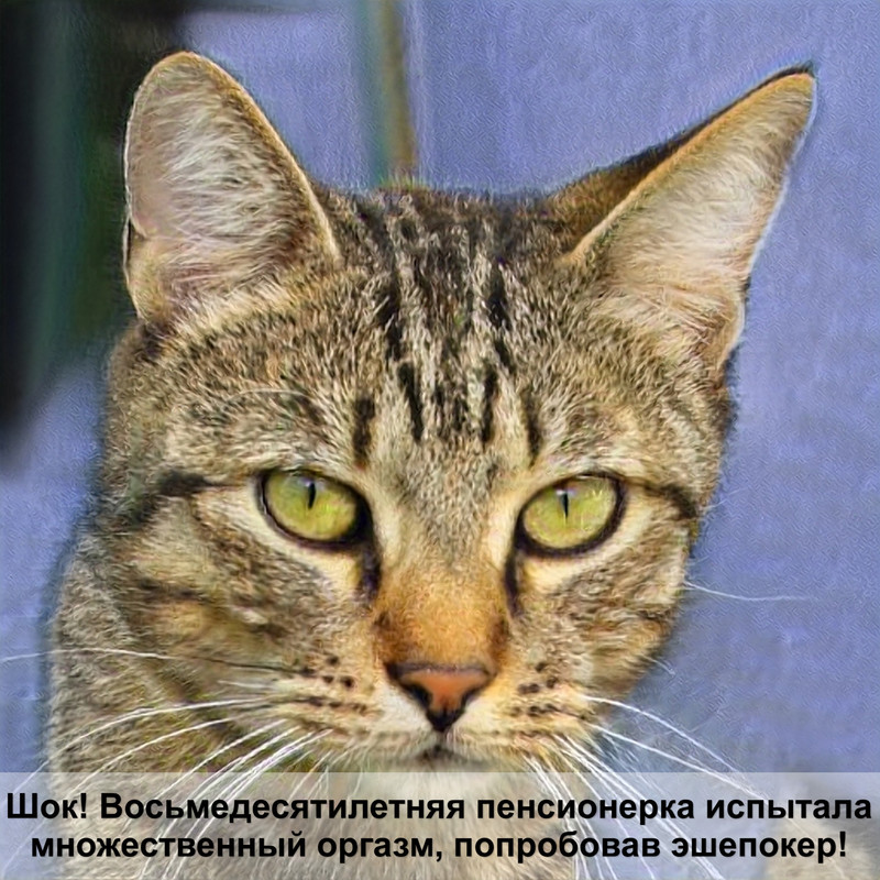 как подстричь кота