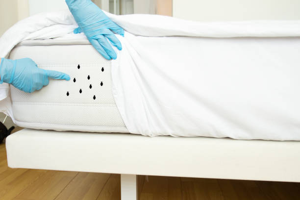 Kissimmee Bed Bug Treatment