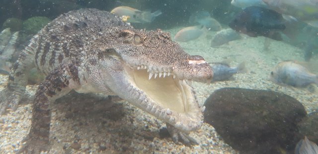 Gran Canaria 2022 - Blogs de España - Las Palmas de Gran Canaria, el acuario Poema del Mar. (5)