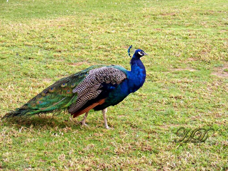 animals-peacock-4-HD.jpg