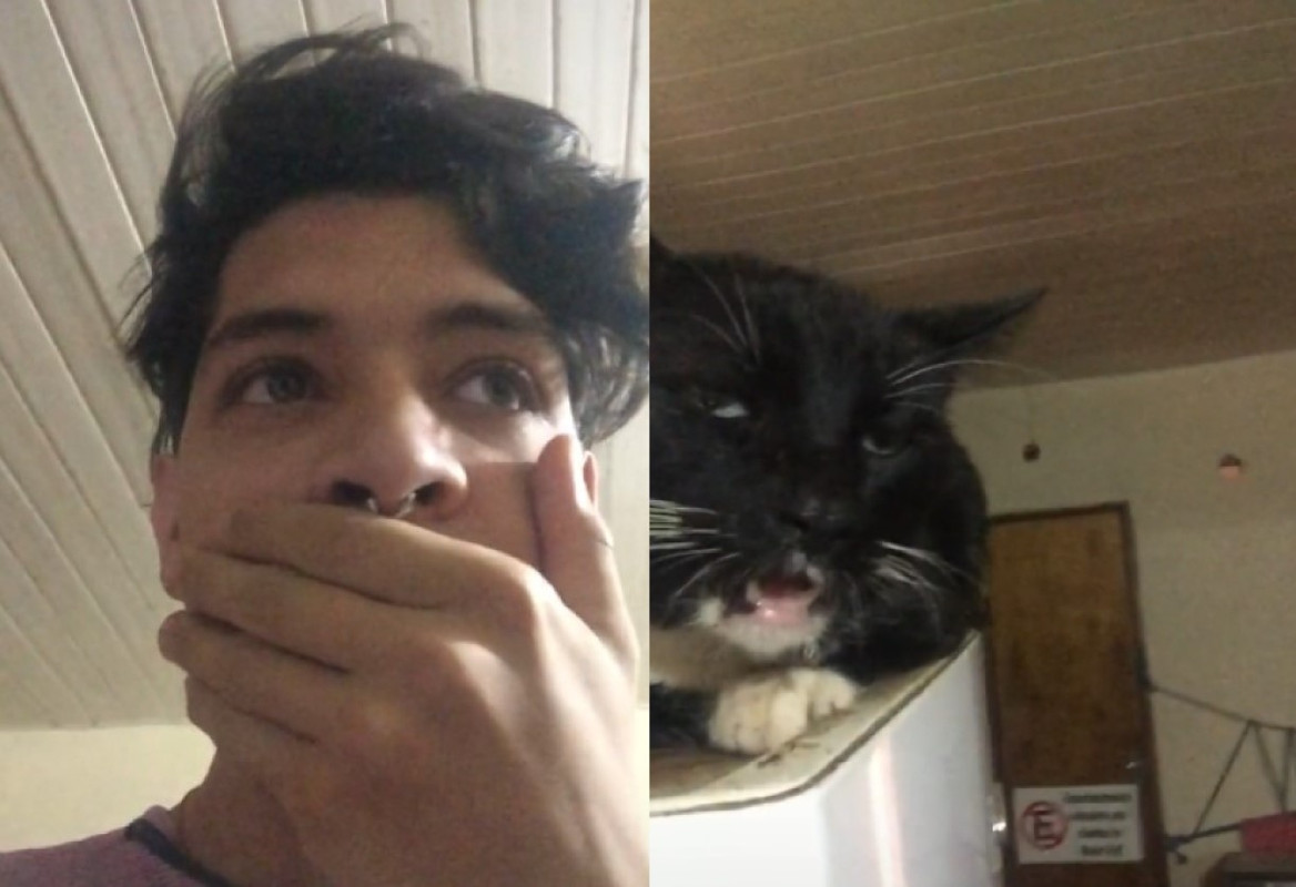 Gato se droga con un brownie de marihuana, los usuarios se enojan por el descuido