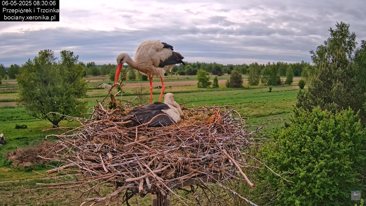 06052025bociany15