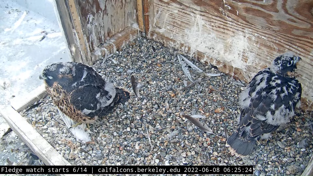 Cal Falcons Nest Cam, UC Berkeley 13-31-4 screenshot (1)