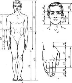Human-Ratio.jpg