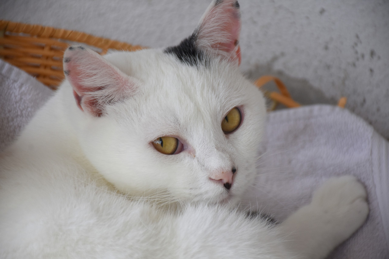 Slika