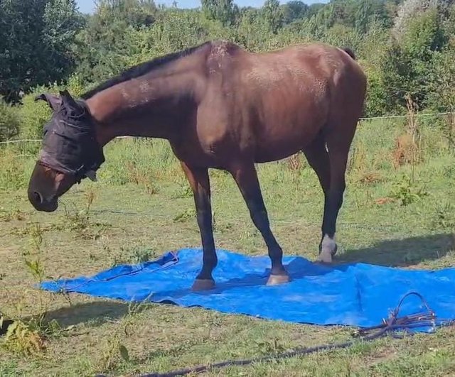 cheval.jpg