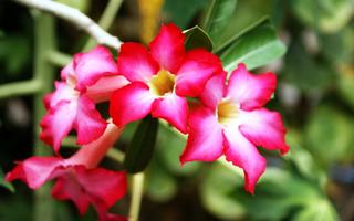 Thơ hoạ Nguyễn Thành Sáng & Tam Muội (993) Tropical-flowers-12