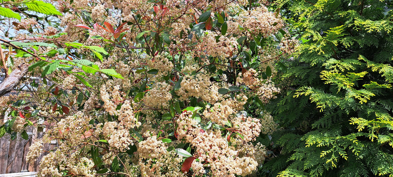 [Image: 20230511-122914.jpg]