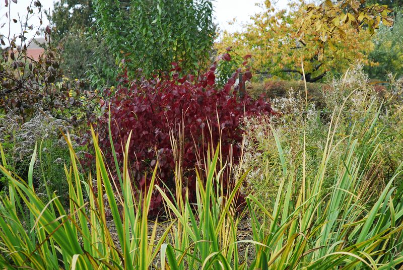 2013-10-09 Gehölze6