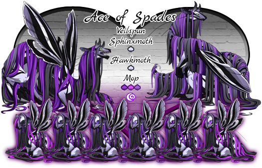 Ace of Spades. Veilspun Breed. Colors and Genes will be Orca Sphinxmoth Primary, Orca Hawkmoth Secondary, and Amethyst to Purple Mop Tertiary. Breeds in Shadow. This pairs colors and genes resemble the Asexual Pride flag