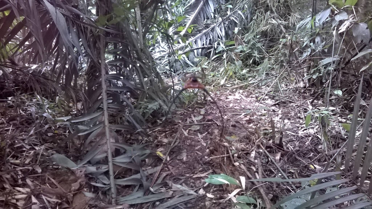 012 - pajączek na drodze