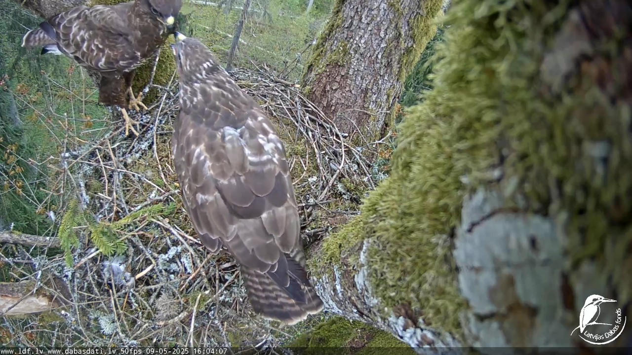 Melnās klijas (Milvus migrans) Kurzemē_ peļu klijāni (Buteo buteo) 14-8-22 screenshot
