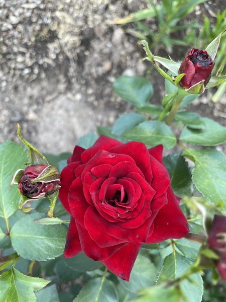 https://i.postimg.cc/7PcVFq4x/IMG-5246.jpg