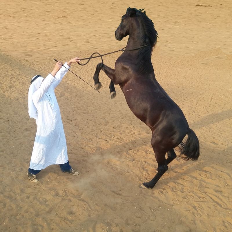 эльбан араб 2