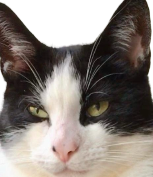 Goodbye little Shadow