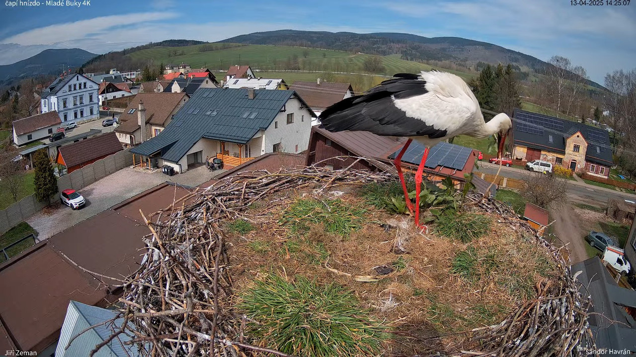 Tiešraides kamera — Mladé Buky — stārķa ligzda 4K 16-4-47 screenshot